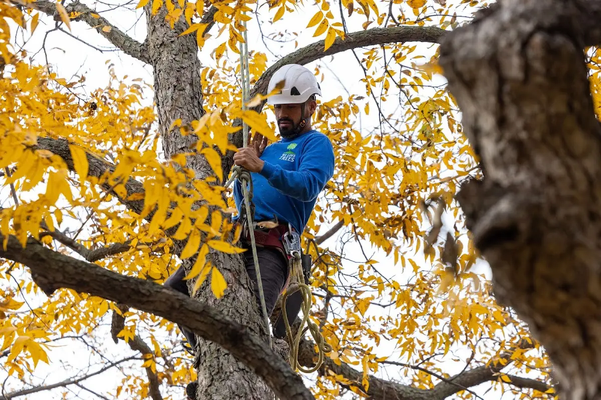 Skilled Tree Trimming crew working in Mc Intyre